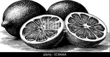 Vintage-Schwarz-weiß-Gravur von Zitronen - handgezeichnete Zitrusfrucht-Illustration für Etiketten und Plakate. Stock Vektor