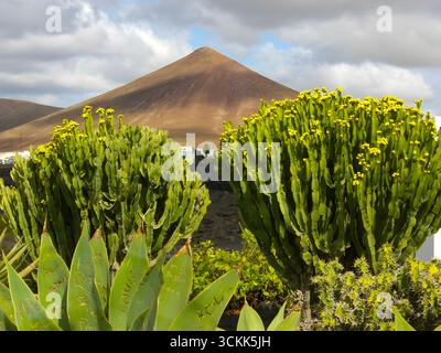 Vulkanischer Kegel mit grünen Kandelabern, die Pflanzen und gelbe Blumen in Lanzarote-Landschaft anregen. Stockfoto