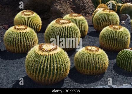 Schwiegermutter-Stuhl Kaktus (Echinocactus grusonii Stockfotografie - Alamy
