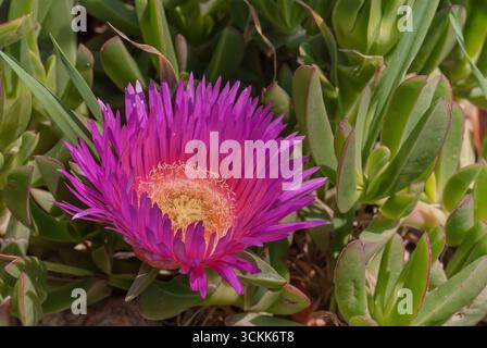 Elands sourfig (Carpobrotus acinaciformis), Aizoaceae. Mehrjährige saftige Pflanze, wilde Pflanze, violette Blume. Stockfoto