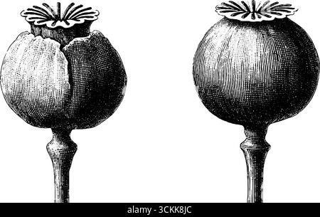 Eingraviertes Mohnschoten-Set mit gerissenen und ganzen botanischen Mustern. Stock Vektor