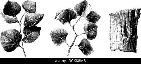 Gravierte botanische Kunst von Eukalyptusblättern und Rinde für natürliches Design. Stock Vektor