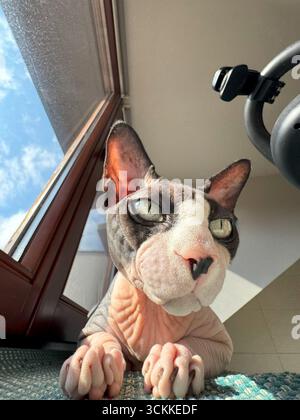 Ein vertikales Nahporträt einer kanadischen Sphynx-Katze, aufgenommen mit einem Weitwinkelobjektiv. Die Katze ruht in der Nähe eines Fensters und blickt direkt in die Kamera W Stockfoto