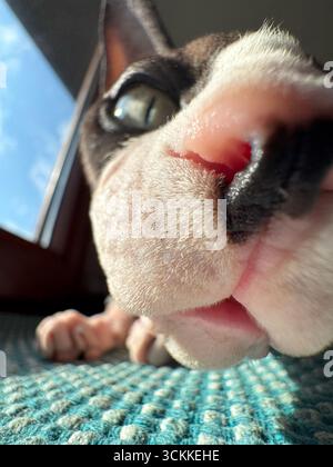 Eine Weitwinkelaufnahme einer kanadischen Sphynx-Katze Stockfoto