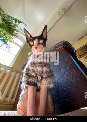 Eine kanadische Sphynx-Katze in einem Strickpullover posiert neben einem Sofa mit natürlichem Licht. Aufgenommen mit einem Weitwinkelobjektiv, das Foto emp Stockfoto