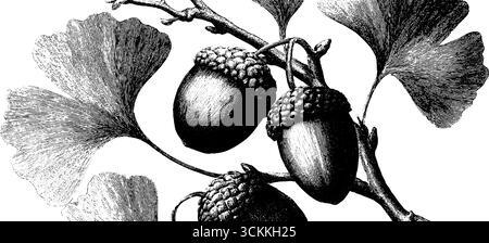 Botanische Vintage-Illustration von Eicheln und Ginkgoblättern für Retro-Design, Druck, Karte, Poster. Stock Vektor