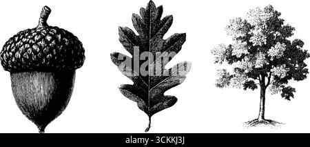 Graviertes botanisches Set mit Eichel, Eichenblatt und Baum für Naturdesign. Stock Vektor