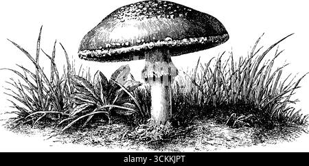 Detaillierte Gravur von winzigen Krötenpilzen, die in natürlicher Umgebung wachsen. Stock Vektor