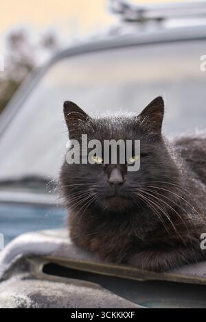 Flauschige schwarze Katze, die sich auf der Motorhaube mit gelben Augen im Freien in weichem Licht entspannt. Stockfoto