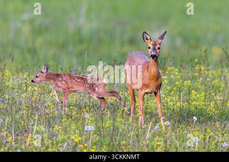 Europäisches Reh (Capreolus capreolus) Weibchen / Rehe mit einzelnem Rehkitz auf der Wiese / Grünland mit Wildblumen im Frühjahr Stockfoto