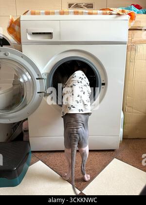 Eine kanadische Sphynx-Katze in einem gepunkteten Pullover wird neugierig in eine Waschmaschine geschaut. Das humorvolle Innenfoto hebt die Rasse hervor Stockfoto