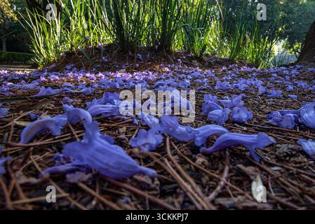 Jacaranda Blumen. Mexiko-Stadt, Mexiko Stockfoto