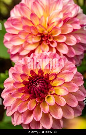 Charmante Dahlia „Foxy Lady“. Natürliches Nahaufnahme blühendes Pflanzenporträt. Verführerisch, zuverlässig, echt, stimmungsvoll, Nouveau, gesund, seelenvoll, faszinierend Stockfoto