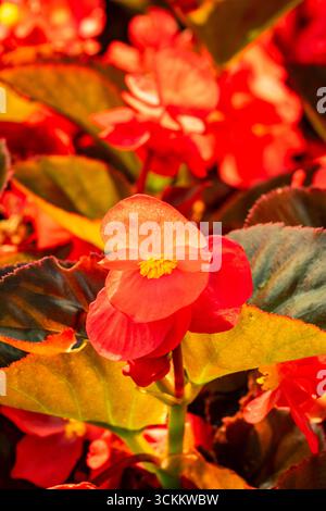 Atemberaubendes, produktives und leuchtendes rotes Begonia „Big Red Bronze Leaf“. Natürliches Nahaufnahme blühendes Pflanzenporträt. Bewundert, bringt Schönheit, Objekte der Romantik Stockfoto