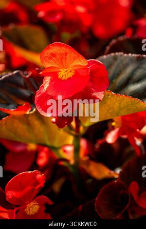 Atemberaubendes, produktives und leuchtendes rotes Begonia „Big Red Bronze Leaf“. Natürliches Nahaufnahme blühendes Pflanzenporträt. Bewundert, bringt Schönheit, Objekte der Romantik Stockfoto