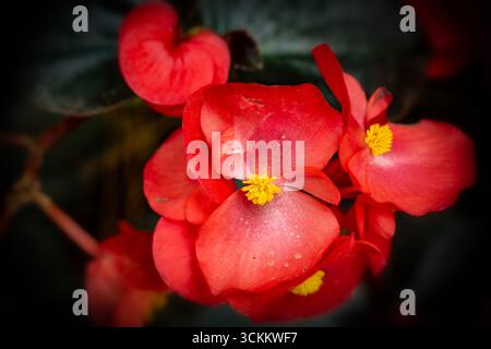 Natürliches Nahaufnahme blühendes Pflanzenporträt der atemberaubenden Begonia „Wikingerrot auf Schokolade“. Aufmerksamkeit erregend, schön, blühend, rot, kühl, Stockfoto