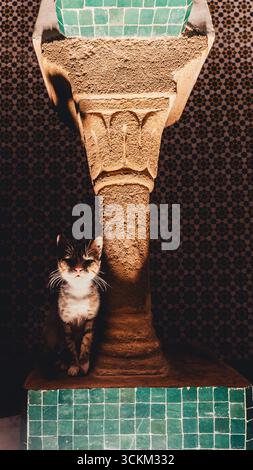 Eine streunende Katze in der Nacht der Stadt Stockfoto