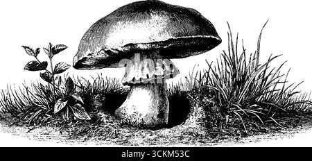 Gravierte Illustration eines winzigen Krötenhohls, der im Garten wächst. Stock Vektor