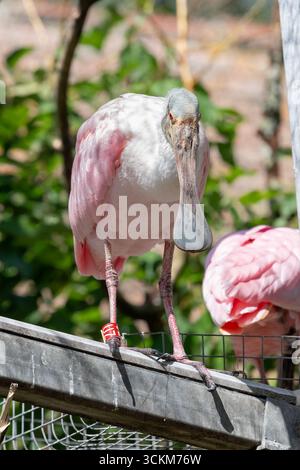 Mulhouse, Frankreich – Blick auf einen Rosenlöffelschnabel auf einem Balken im zoologischen und botanischen Garten in Mulhouse. Stockfoto