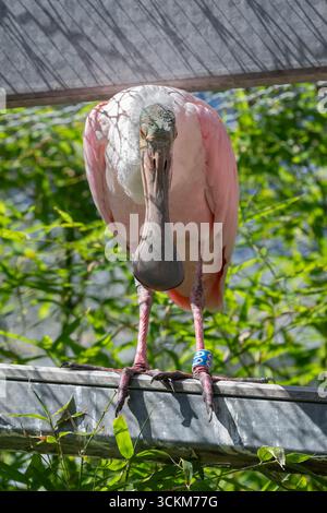 Mulhouse, Frankreich – Blick auf einen Rosenlöffelschnabel auf einem Balken im zoologischen und botanischen Garten in Mulhouse. Stockfoto
