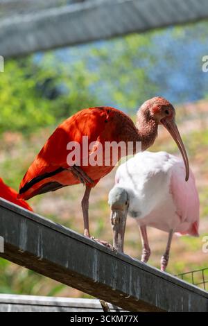 Mulhouse, Frankreich - Blick auf einen scharlachroten ibis auf einem Balken im zoologischen und botanischen Garten in Mulhouse. Stockfoto