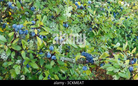 Dichte Zweige von Schwarzdorn, Prunus spinosa, bedeckt mit Reihen reifer blauer Schlehen in der herbstlichen Landschaft. Stockfoto