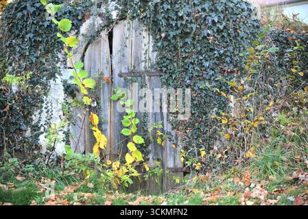 Eine alte, verwitterte Holztür zu einem mit Efeu bedeckten Wurzelkeller, umgeben von Herbstblättern. Stockfoto