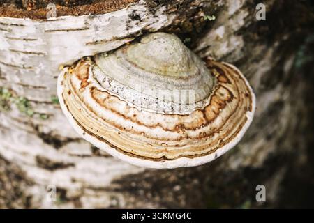 Klappenpilz, der am Baumstamm wächst. Nahaufnahme von Polyporpilzen mit konzentrischen Schichten. Wilde Waldorganismen, die an Rinde befestigt sind. Stockfoto