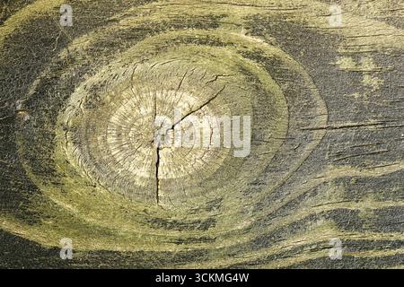 Baumstamm-Querschnitt mit grüner Oberfläche. Details mit jährlichem Ringmuster. Natürliche organische Holzstruktur Nahaufnahme. Rustikales Material für Ökologie und Design Stockfoto