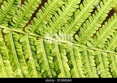Grüne Farnblatt-Nahaufnahme mit natürlicher Textur. Frischer botanischer Hintergrund. Symmetrische Oberfläche des Pflanzenmusters. Blick auf das belebte Laub bei Sonnenlicht. Stockfoto