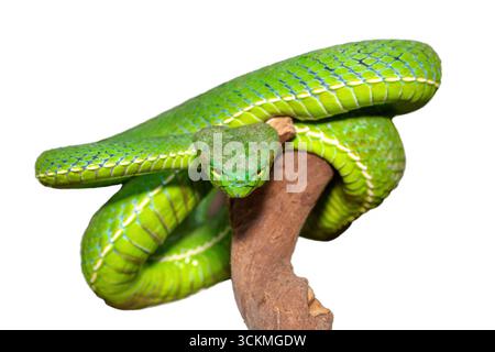 Nahaufnahme einer wunderschönen Vogel-Grubenviper (Trimeresurus vogeli), gewickelt auf einem Ast. Vor weißem Hintergrund Stockfoto