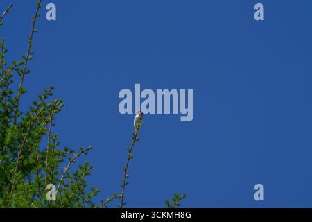 Europäischer Goldfink, der auf hohem Ast sitzt, mit klarem blauem Himmel Hintergrund Stockfoto
