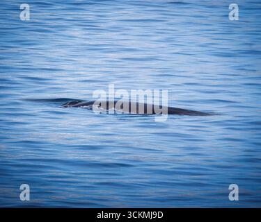 Minke Whale schwimmen vor der Küste Grönlands, August 2025. Stockfoto