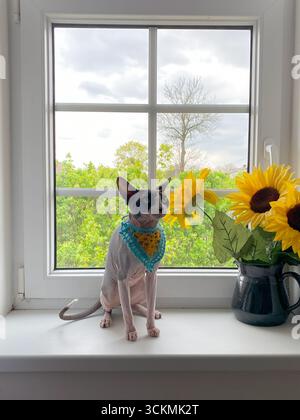 Kanadische Sphynx-Katze in einem Strickpullover, die auf einer weißen Fensterbank neben einer Vase mit hellen Sonnenblumen sitzt, mit Grün, das durch das W sichtbar ist Stockfoto