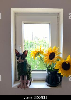 Kanadische Sphynx-Katze mit grünem Strickpullover auf einer weißen Fensterbank neben einer schwarzen Vase mit leuchtend gelben Sonnenblumen, umrahmt von Stockfoto