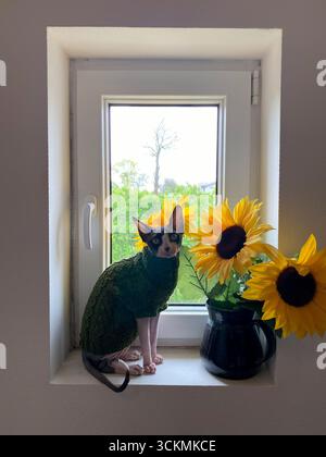 Die kanadische Sphynx-Katze in grünem Pullover sitzt anmutig auf einer Fensterbank neben einer Vase mit Sonnenblumen, während das Tageslicht hereinströmt, um eine warme Atmosphäre zu schaffen Stockfoto