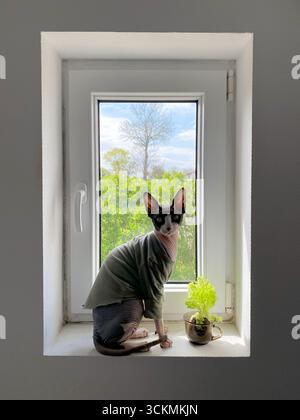 Die kanadische Sphynx-Katze sitzt auf einer kleinen weißen Fensterbank vor einer grünen Pflanze. Natürliches Grün im Freien ist durch das Glas dahinter sichtbar Stockfoto