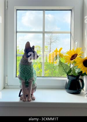 Kanadische Sphynx-Katze in grünem Strickpullover auf einer weißen Fensterbank neben einer Vase frischer, gelber Sonnenblumen, eingerahmt von Outdoor Green Stockfoto