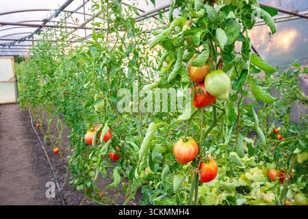 Lebendige Tomatenpflanzen, die in einem Gewächshaus mit üppig grünem Laub wachsen Stockfoto