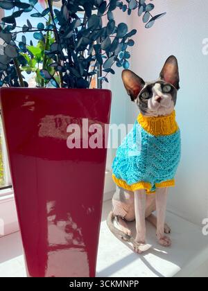 Die kanadische Sphynx-Katze mit einem blau-gelben Strickpullover sitzt stolz auf einer weißen Fensterbank neben einem großen roten Topf mit grünen Blättern, in leuchtendem Licht Stockfoto