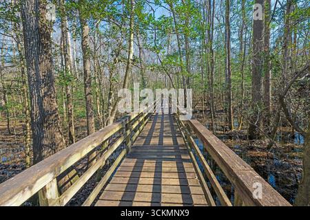 Der Holzsteg führt durch einen überfluteten Wald im Congaree National Park in South Carolina Stockfoto