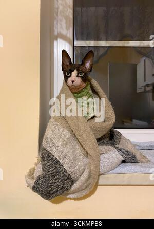 Eine kanadische Sphynx-Katze, in eine gemütliche Decke gewickelt, sitzt an einem Fenster mit warmem Sonnenlicht. Sein ausdrucksstarkes Gesicht und seine einzigartige, haarlose Haut werden in t hervorgehoben Stockfoto