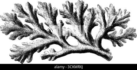 Detaillierte gravierte Illustration von Korallenzweigen für Natur- und Meeresmotive. Stock Vektor