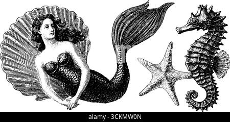 Elegantes Set mit Meerjungfrauen- und Seepferdchen-Gravur mit Muschelelementen und Seesternen. Stock Vektor