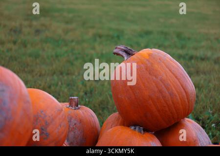 Kürbisse im grünen Feld – Nahaufnahme zweier orangefarbener Kürbisse auf Gras mit verschwommenem Hintergrund. Stockfoto