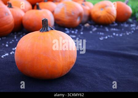 Kürbis auf schwarzem Tuch – Nahaufnahme eines einzelnen orangen Kürbis auf schwarzem Stoff mit verstreuten weißen Samen. Stockfoto