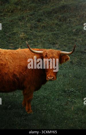 Hochlandkuh Porträt – Braune schottische Hochlandkuh mit langen Hörnern, die auf grünem Gras auf dem Land stehen. Stockfoto