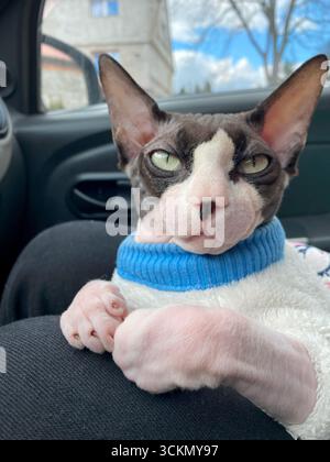 Eine kanadische Sphynx-Katze in einem Cremepullover mit blauem Kragen sitzt bequem in einem Auto und blickt aufmerksam mit einem durchdachten Look. Stockfoto