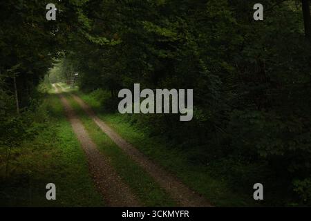 Waldweg unter grünen Bäumen – Schotterweg führt durch dunklen Waldtunnel, friedliche Sommerwaldlandschaft Stockfoto