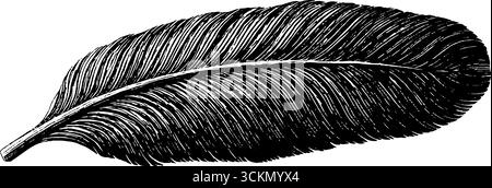 Elegantes Federquillemuster mit aufwändigen Gravurdetails für künstlerische Designs. Stock Vektor